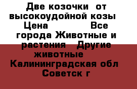 Две козочки  от высокоудойной козы › Цена ­ 20 000 - Все города Животные и растения » Другие животные   . Калининградская обл.,Советск г.